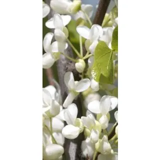 Compra ÁRBOL DEL AMOR (100 gr.) en la tienda online Fito Agrícola