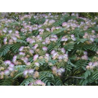 Compra ACACIA DE CONSTANTINOPLA (100 gr.) en la tienda online Fito Agrícola