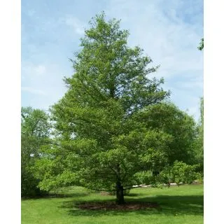 Compra ALISO COMÚN (100 gr.). en la tienda online Fito Agrícola