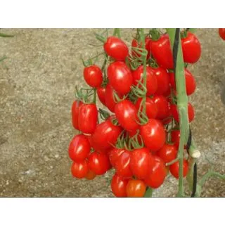 Compra TOMATE BOSCO F1 (1.000 Semillas) en la tienda online Fito Agrícola