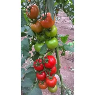Compra TOMATE CORTESIA F1 (1.000 Semillas) en la tienda online Fito Agrícola