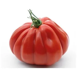 Compra TOMATE GRIFONE F1 (1.000 Semillas) en la tienda online Fito Agrícola