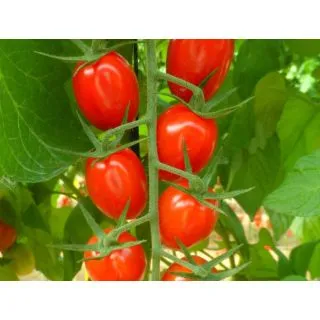 Compra TOMATE SANTYPLUM F1 ECOLÓGICO (1.000 Semillas) en la tienda online Fito Agrícola