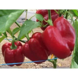 Compra PIMIENTO BANCKERS F1 (1000 Semillas). en la tienda online Fito Agrícola