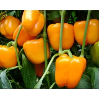 Compra PIMIENTO LIAD F1 (1000 Semillas). en la tienda online Fito Agrícola