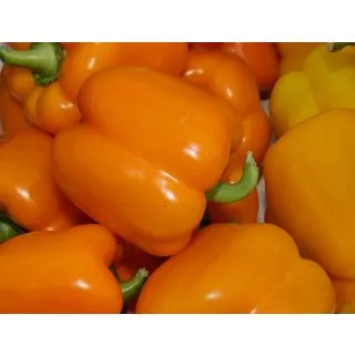 Compra PIMIENTO MILENA F1 (1000 Semillas). en la tienda online Fito Agrícola