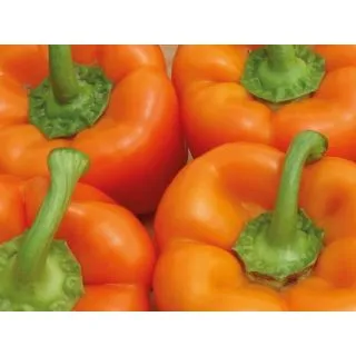 Compra PIMIENTO MOZART F1 (1000 Semillas). en la tienda online Fito Agrícola