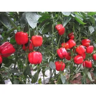 Compra PIMIENTO PLUTONIO F1 (1000 Semillas). en la tienda online Fito Agrícola