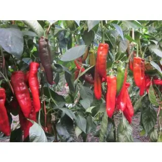 Compra PIMIENTO SIXTO F1 (1000 Semillas). en la tienda online Fito Agrícola