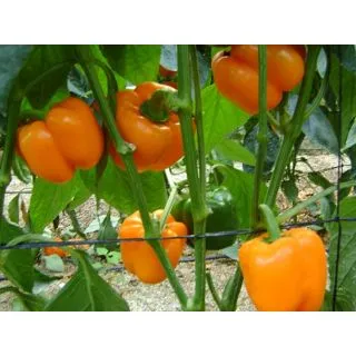 Compra PIMIENTO TABOR F1 (1000 Semillas). en la tienda online Fito Agrícola