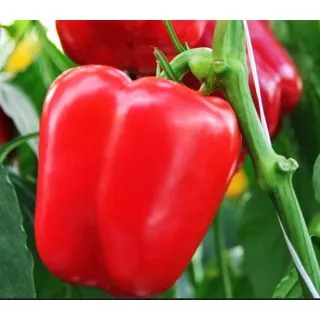 Compra PIMIENTO TAMARIN F1 ECOLÓGICO (1000 Semillas). en la tienda online Fito Agrícola