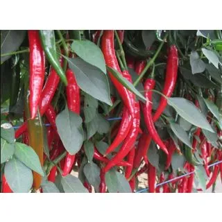 Compra PIMIENTO HYFFAE F1 (1000 Semillas). en la tienda online Fito Agrícola