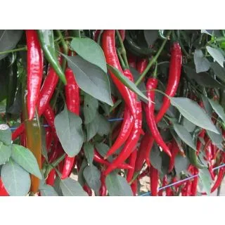 Compra PIMIENTO MESUT F1 (1000 Semillas). en la tienda online Fito Agrícola