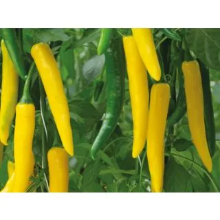 Compra PIMIENTO SURTSEY F1 (1000 Semillas). en la tienda online Fito Agrícola