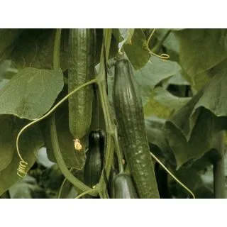 Compra PEPINO BORJA F1 (1000 Semillas). en la tienda online Fito Agrícola