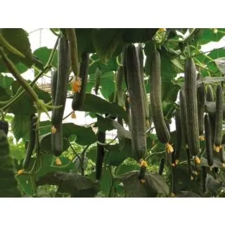 Compra PEPINO BRAGANZA F1 ECOLÓGICO (1000 Semillas). en la tienda online Fito Agrícola