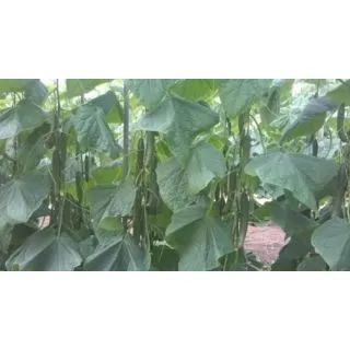 Compra PEPINO LEVANTINO F1 (1000 Semillas). en la tienda online Fito Agrícola