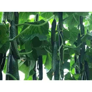 Compra PEPINO OKTAN F1 (1000 Semillas). en la tienda online Fito Agrícola