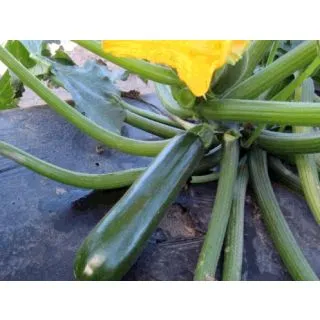 Compra CALABACÍN COLETTE F1 ECOLÓGICO (1.000 Semillas) en la tienda online Fito Agrícola