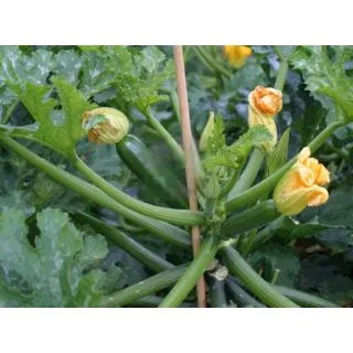 Compra CALABACÍN GALATEA F-1 (1.000 Semillas) en la tienda online Fito Agrícola