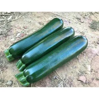 Compra CALABACÍN KEESHA F1 (1.000 Semillas) en la tienda online Fito Agrícola