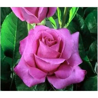 Compra ROSAL CAPRICE DE MEILLAND ® - Meisionver en la tienda online Fito Agrícola