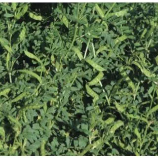 Compra VEZA SATIVA ARMANTES R-2 (25 Kgr.). en la tienda online Fito Agrícola