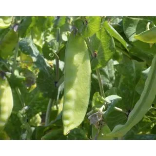 Compra GUISANTE CAROUBY DE MAUSSANE Sin Tratar (20 Kgr.) en la tienda online Fito Agrícola