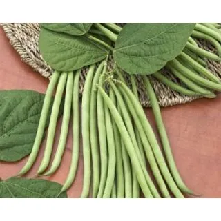 Compra JUDÍA EMERITE No tratada (2.000 Semillas) en la tienda online Fito Agrícola