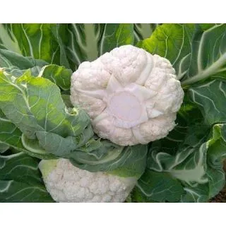 Compra COLIFLOR GWENDIS F1 Vilsem Natural Choice (2.500 Semillas). en la tienda online Fito Agrícola