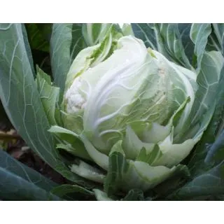 Compra COLIFLOR HISPALIS F1 Vilsem (2.500 Semillas). en la tienda online Fito Agrícola