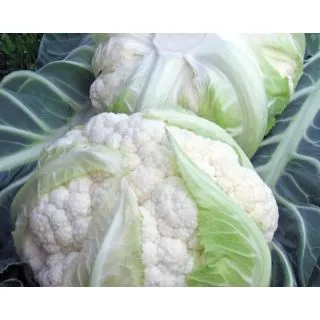 Compra COLIFLOR ITALIS F1 Precisa (2.500 Semillas). en la tienda online Fito Agrícola