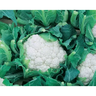 Compra COLIFLOR MEMPHIS F1 Vilsem (2.500 Semillas). en la tienda online Fito Agrícola