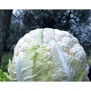 Compra COLIFLOR VEDIS F1 Vilsem (2.500 Semillas). en la tienda online Fito Agrícola