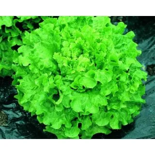 Compra LECHUGA MATINALE Píldora Sphera (5.000 Semillas) en la tienda online Fito Agrícola