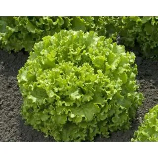 Compra LECHUGA EXQUISE Píldora Sphera (5.000 Semillas) en la tienda online Fito Agrícola