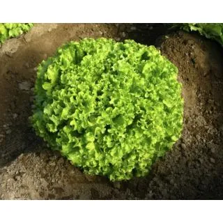 Compra LECHUGA LIRICE Píldora Sphera (5.000 Semillas) en la tienda online Fito Agrícola