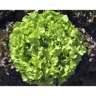 Compra LECHUGA QUERIDO Píldora Sphera (5.000 Semillas) en la tienda online Fito Agrícola