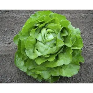 Compra LECHUGA GRAFFITI Píldora Sphera (5.000 Semillas) en la tienda online Fito Agrícola