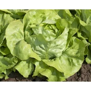 Compra LECHUGA SAGESS Píldora Sphera (5.000 Semillas) en la tienda online Fito Agrícola