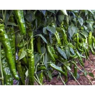 Compra PIMIENTO GONZALO F1 (1.000 Semillas) en la tienda online Fito Agrícola