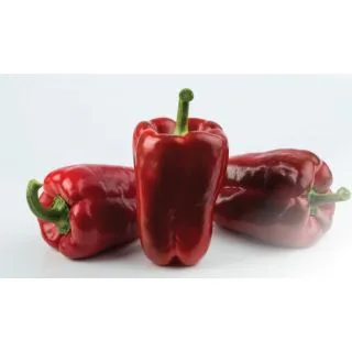 Compra PIMIENTO LEGADO F1 (1.000 Semillas) en la tienda online Fito Agrícola