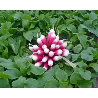 Compra RABANITO EXPO F1 Precisa (100.000 Semillas) en la tienda online Fito Agrícola