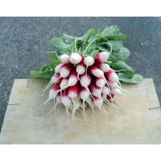 Compra RABANITO KOCTO F1 Precisa (100.000 Semillas) en la tienda online Fito Agrícola