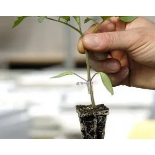 Compra TOMATE INTERPRO F1 Vilsem (5.000 Semillas) en la tienda online Fito Agrícola