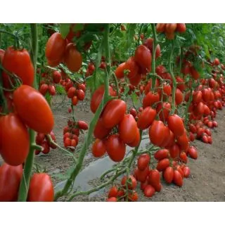 Compra TOMATE SIR ELYAN Vilsem (1000 Semillas) en la tienda online Fito Agrícola