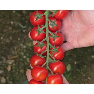 Compra TOMATE DELYCCHO F1 (1000 Semillas) en la tienda online Fito Agrícola