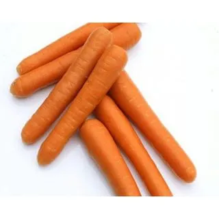 Compra ZANAHORIA BOLERO F-1 Vilseed (500.000 Semillas) en la tienda online Fito Agrícola