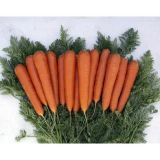 Compra ZANAHORIA MÚSICO F-1 Vilseed (500.000 Semillas) en la tienda online Fito Agrícola