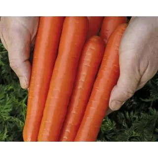 Compra ZANAHORIA SOPRANO F1 Natural Choice (500.000 Semillas). en la tienda online Fito Agrícola